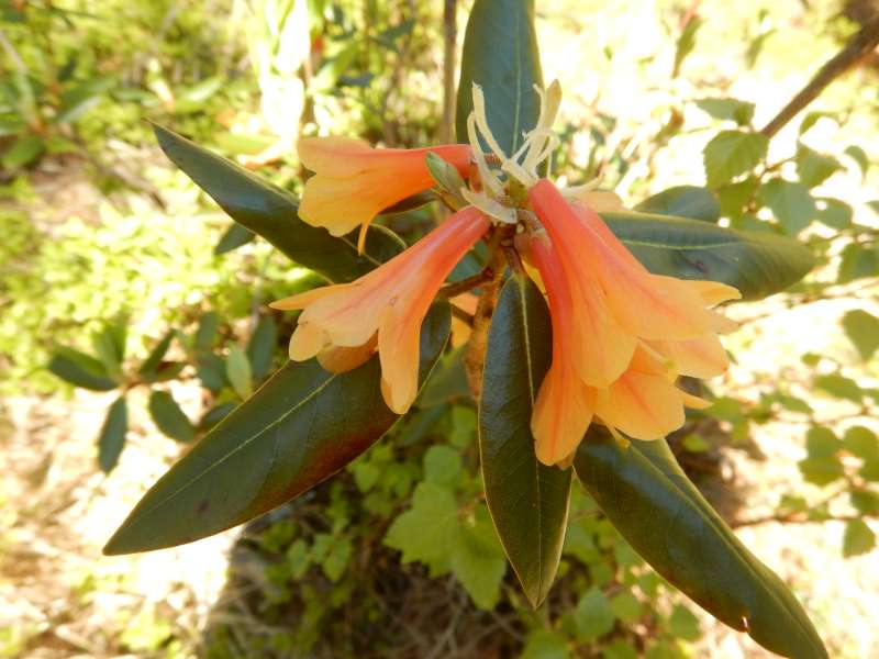 Rhododendron cinnabarinum ssp. cinnabarinum var. blandfordiiflorum, photo: Ole Jonny Larsen